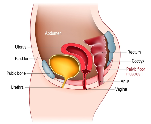 An anatomical diagram showing the inside view of the pelvic area and its' body parts