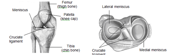 Anatomical diagram of knee from front and top 