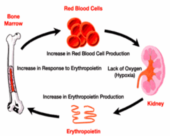 An image of the cycle of the red blood cells